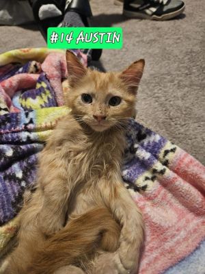 Austin, Young Male unknown