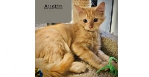 Austin, Young Male unknown