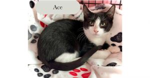 Ace, Baby Male unknown