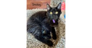 Smokey, Baby Female unknown