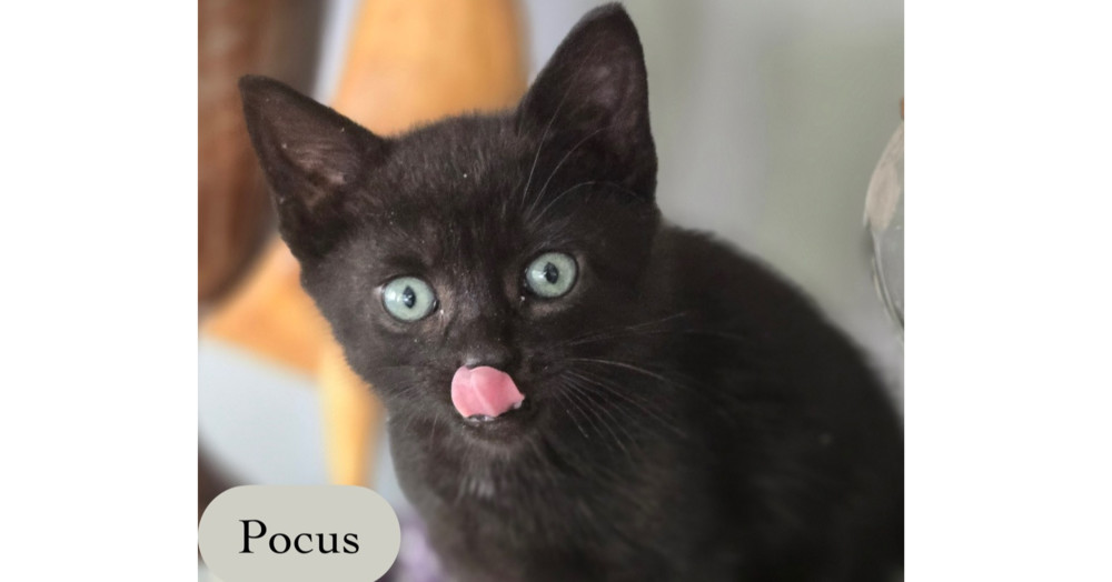 Pocus