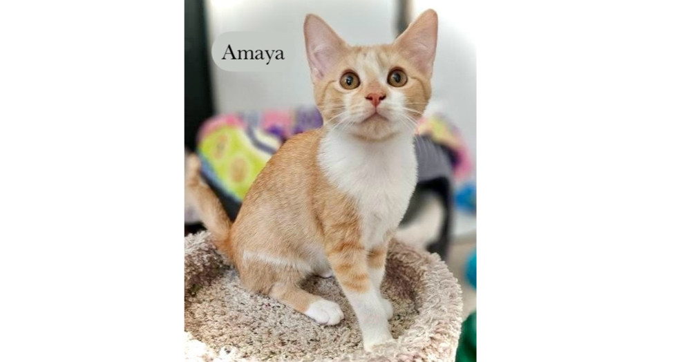 Amaya