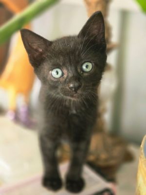 Hocus, Baby Male unknown