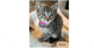 Squirt, Baby Female unknown