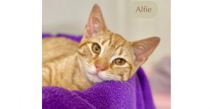 Alfie, Baby Male unknown