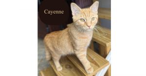 Cayenne, Baby Male unknown
