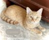 Cayenne photo 3