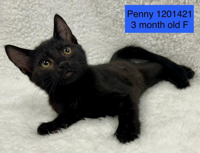 Penny
