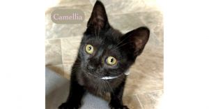 Camellia., Baby Female unknown