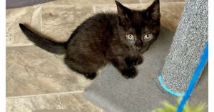 Rosie., Baby Female unknown