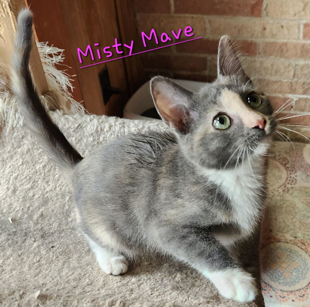 Misty Mave 2161
