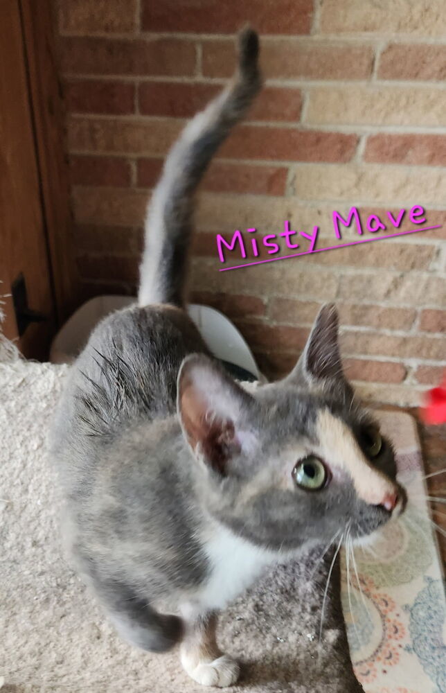 Misty Mave 2161