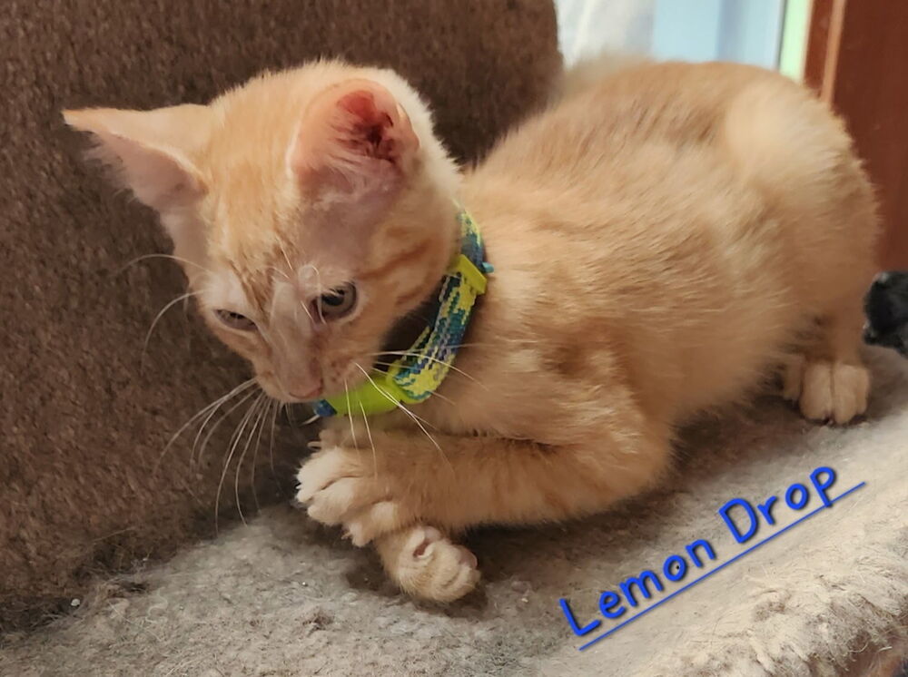 Lemon Drop 2459