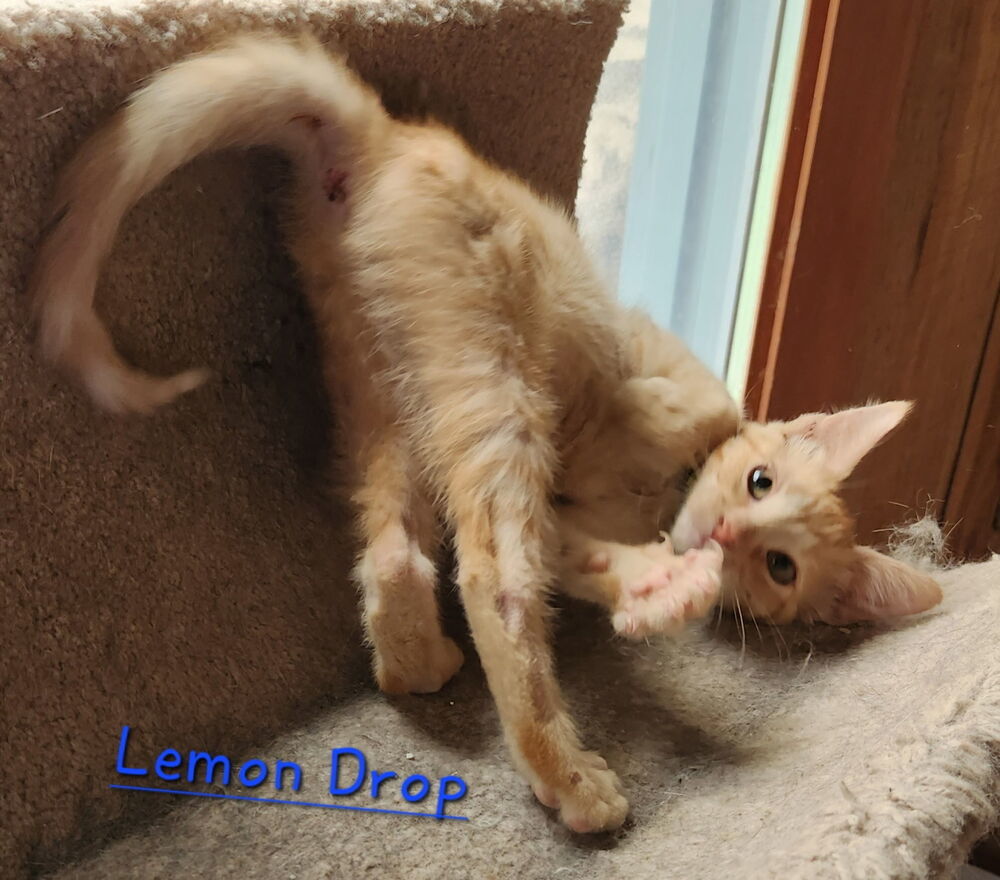 Lemon Drop 2459