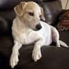 MOJO