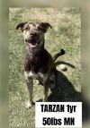 TARZAN