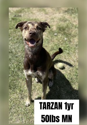 TARZAN