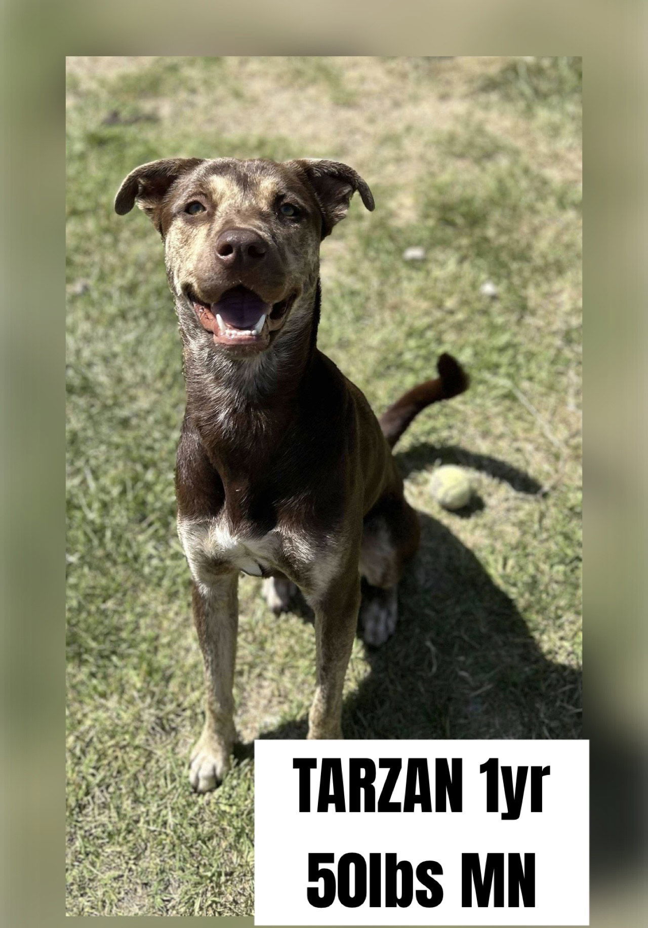 TARZAN