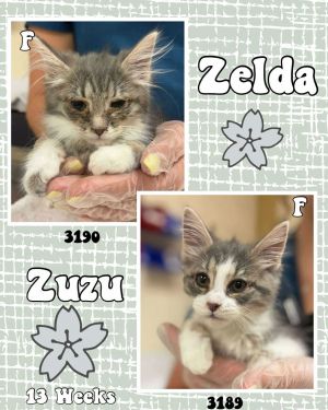 ZELDA