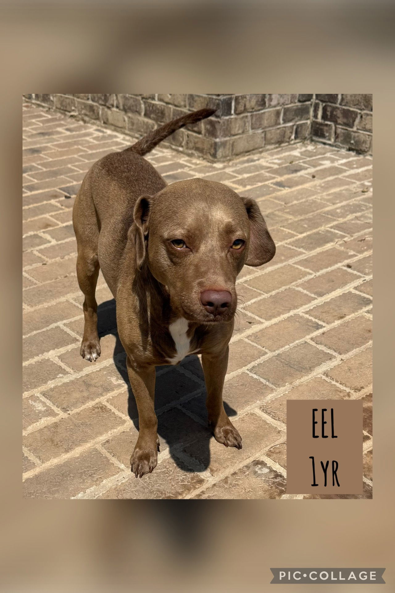 EEL
