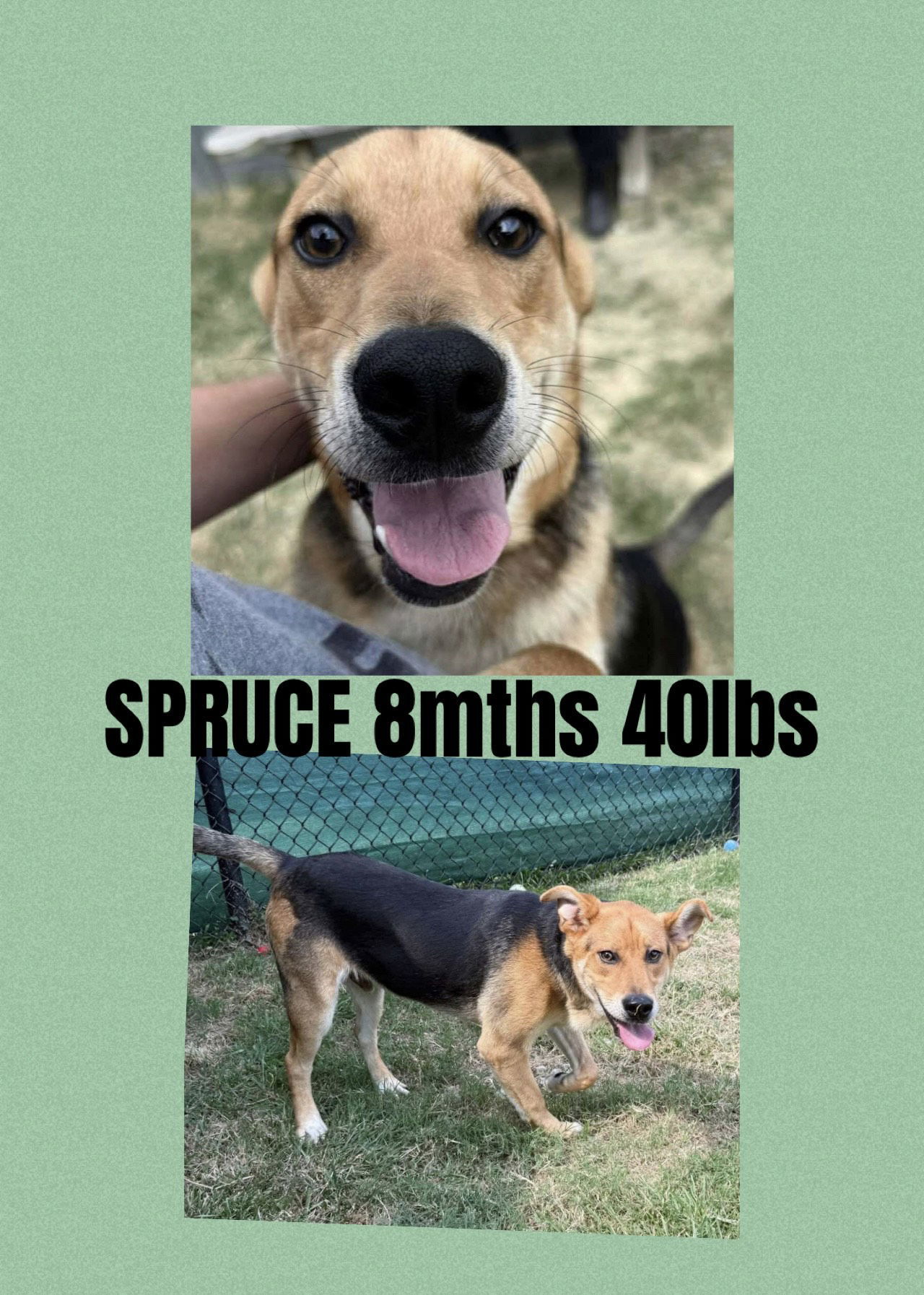 SPRUCE