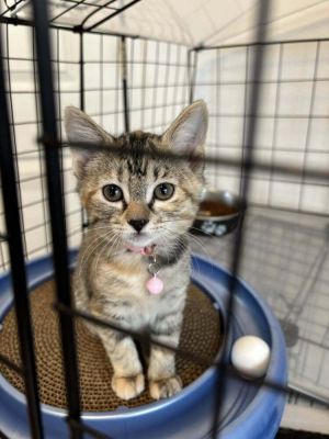 Skye