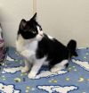 Lulu-black/white cat in the foster care