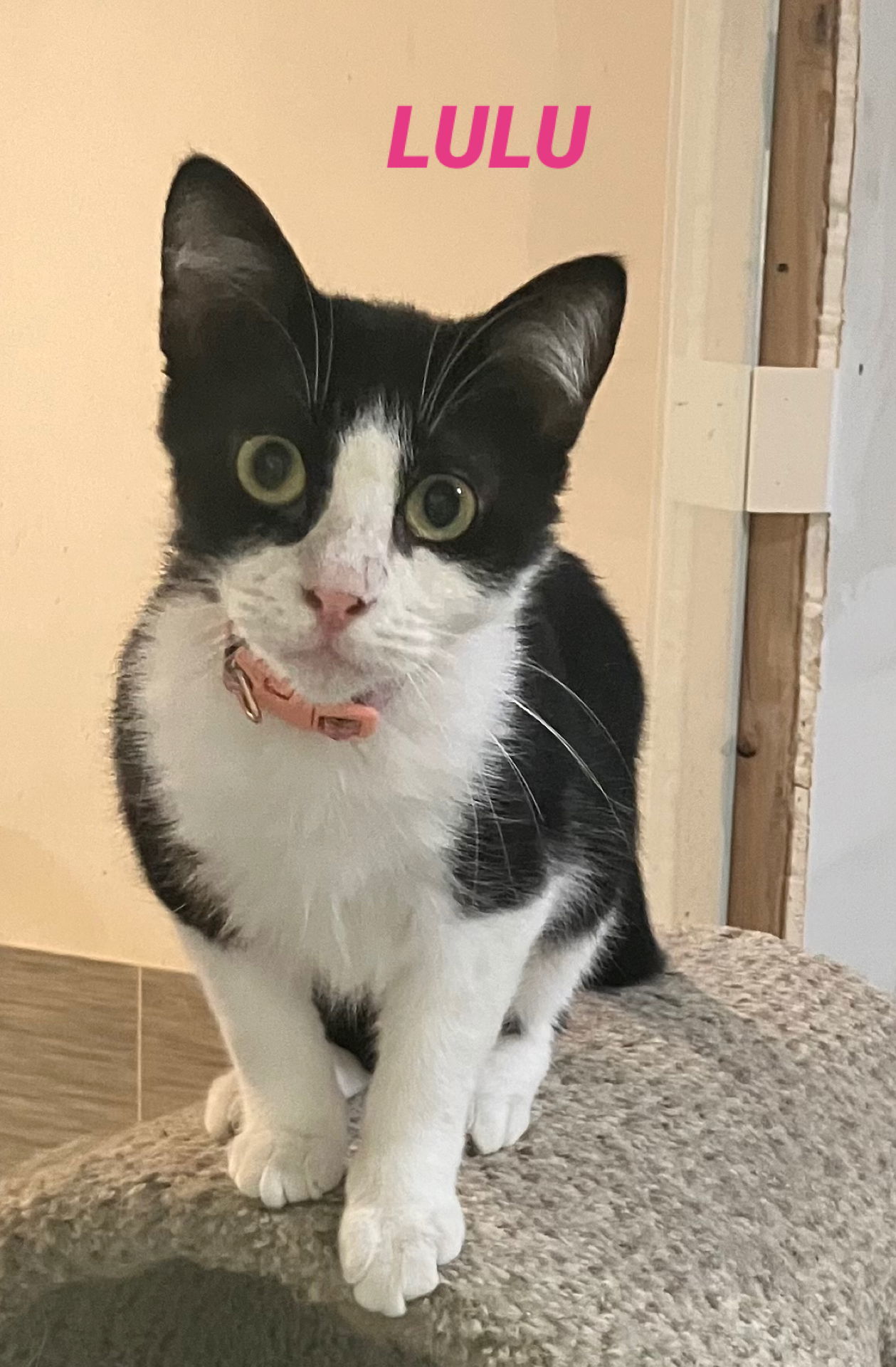 Lulu - Black & White - Foster Care, an adoptable Domestic Short Hair in Mitchell, SD, 57301 | Photo Image 1