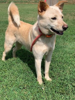 Bambi Shepherd Dog