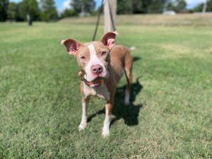 Pete Pit Bull Terrier Dog