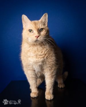 Mickey Domestic Medium Hair Cat