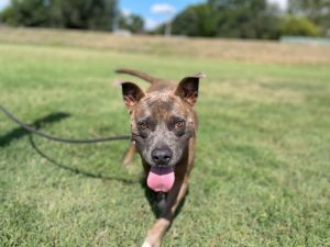 Edgar Pit Bull Terrier Dog