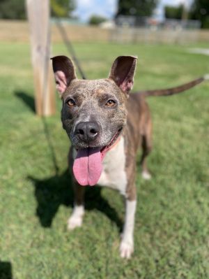 Mila Pit Bull Terrier Dog