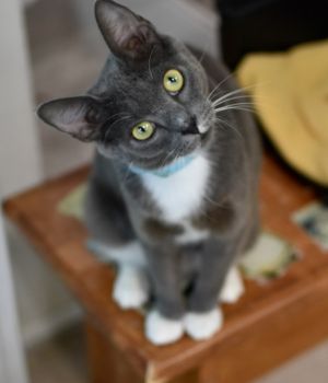 Haisley Domestic Short Hair Cat