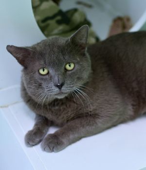 Torren Domestic Short Hair Cat