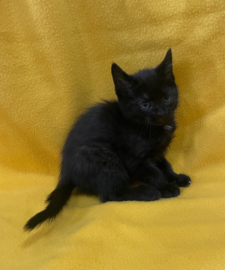 Willow