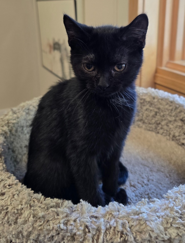 Willow