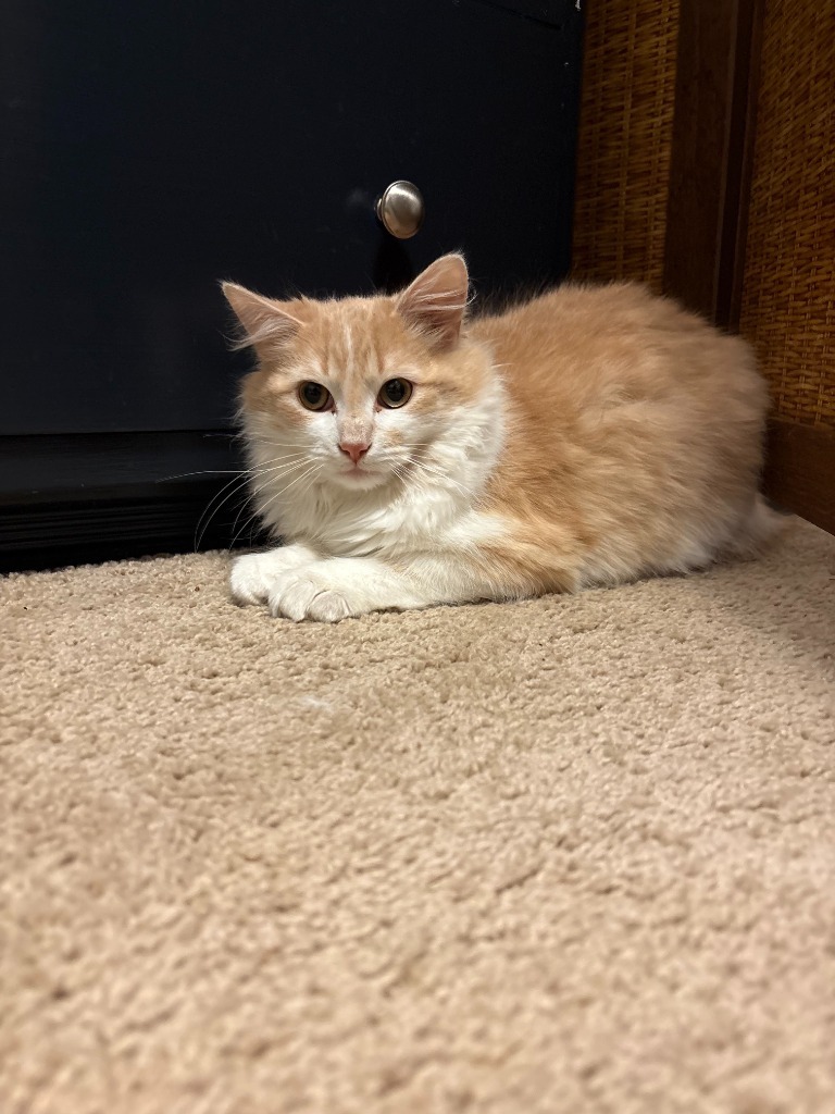 Tigger / Blondie