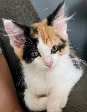 Fluffy Domestic Short Hair Cat