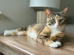 Indigo Domestic Short Hair Cat