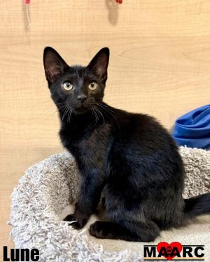 Lune Domestic Short Hair Cat