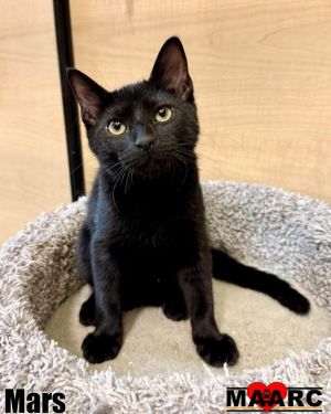 Mars Domestic Short Hair Cat
