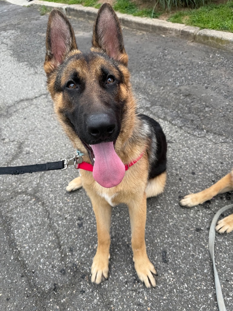 Rambo