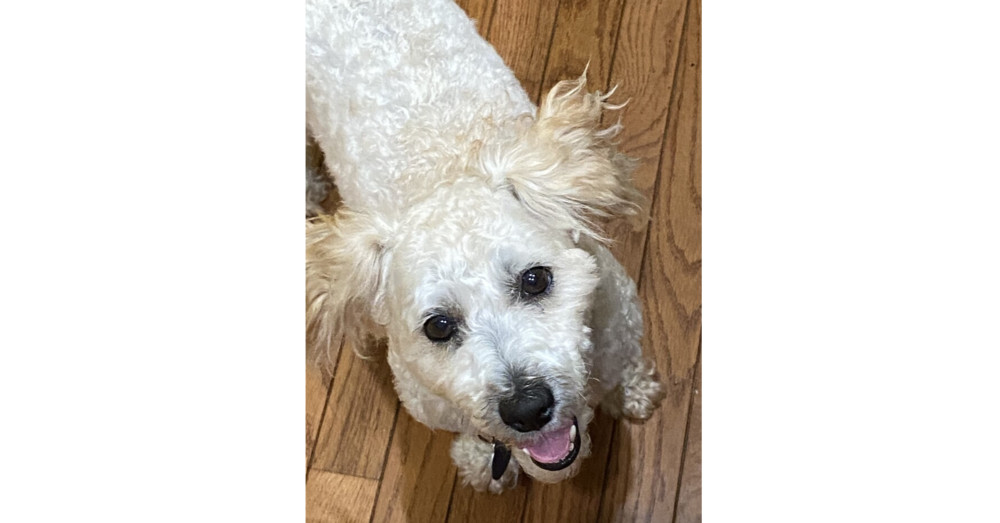 Bert