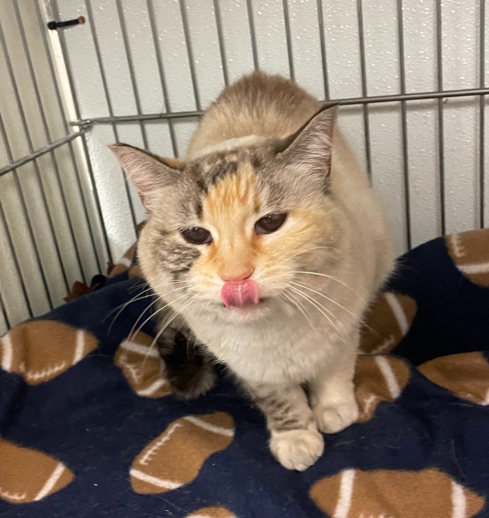 Magnolia, an adoptable Domestic Short Hair in Rock Springs, WY, 82901 | Photo Image 1