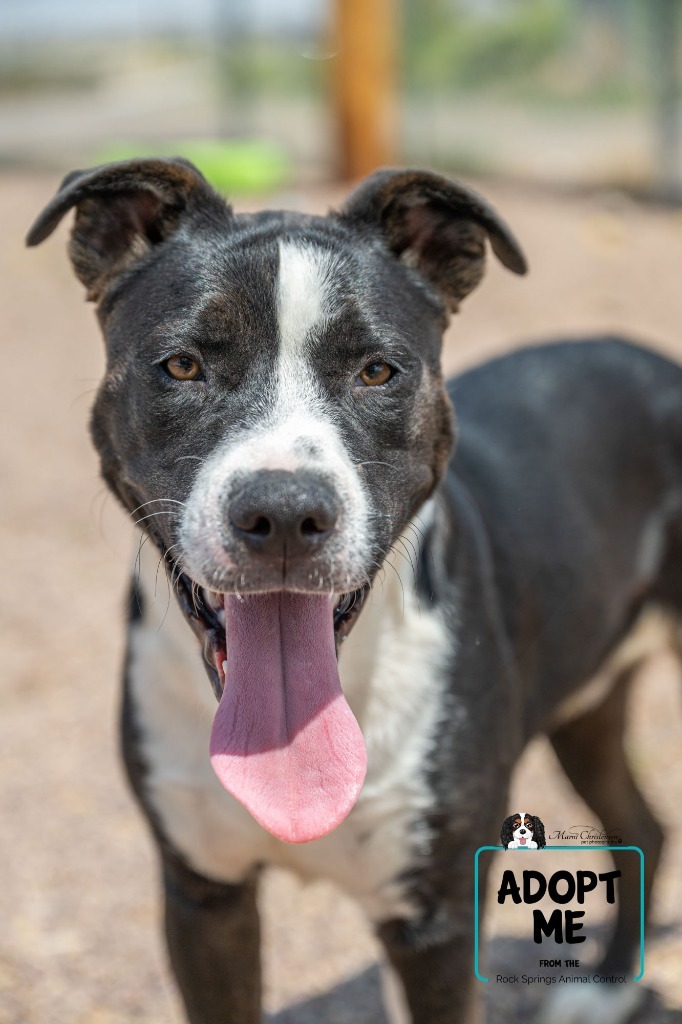 Zephyr, an adoptable Pit Bull Terrier, Mixed Breed in Rock Springs, WY, 82901 | Photo Image 1