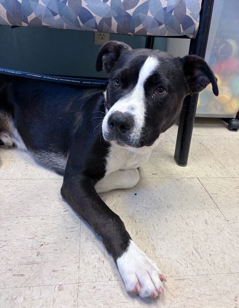 Zephyr, an adoptable Pit Bull Terrier, Mixed Breed in Rock Springs, WY, 82901 | Photo Image 2