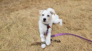 Erin Quinn Terrier Dog