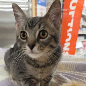 I am a sweet playful and loving kitten I dont like to be alone I am searching for a family