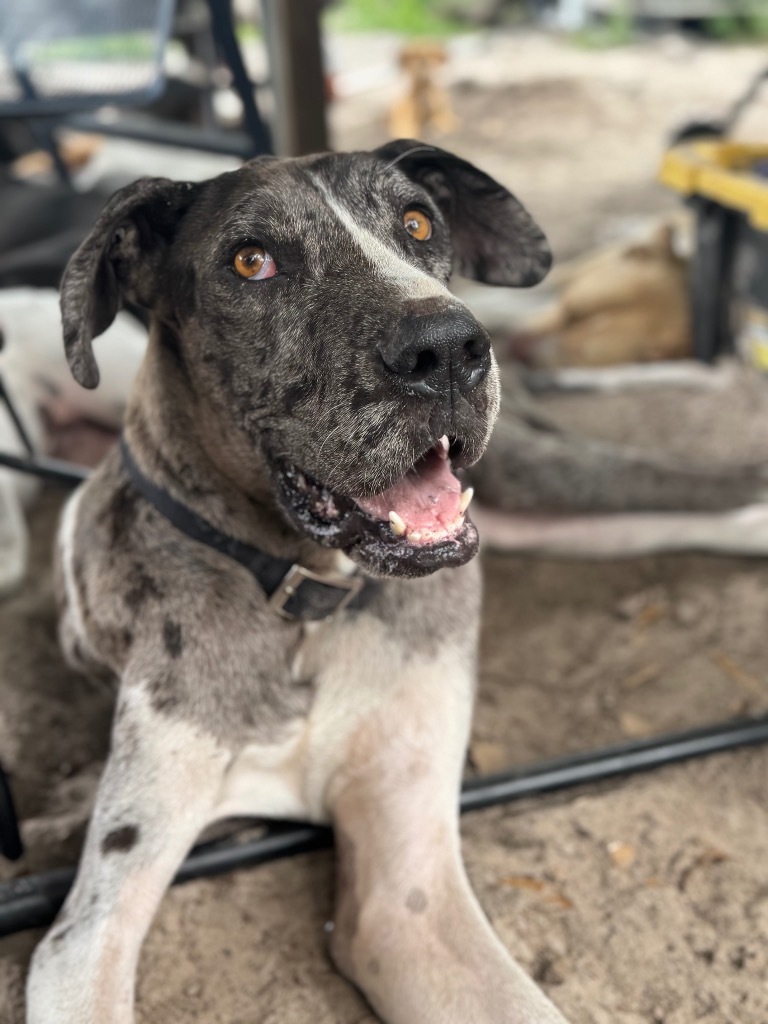 Zira